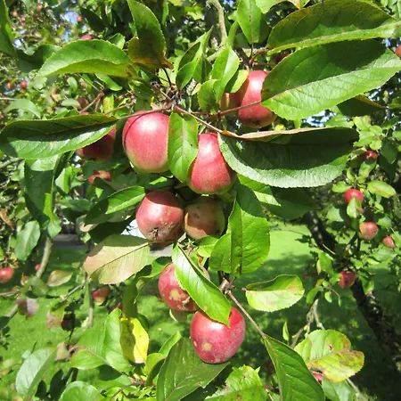 Deichgraf 65 Im Feriend בית נופש Hollern-Twielenfleth