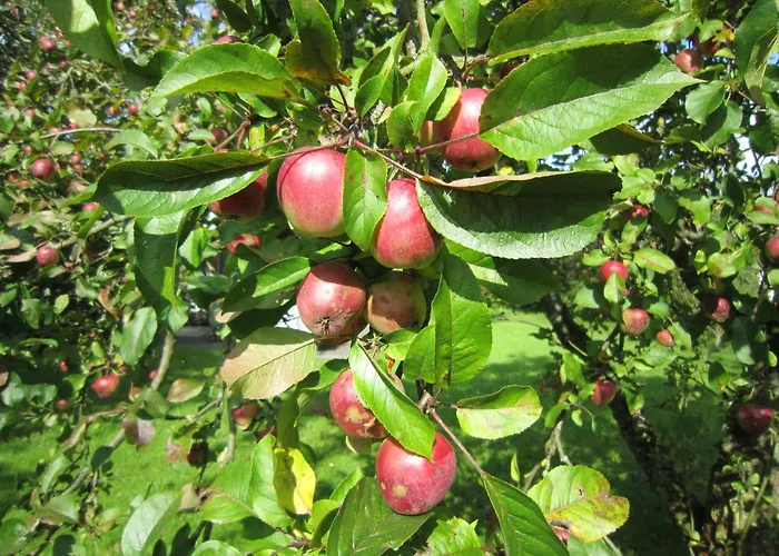 Prázdninový dům Deichgraf 65 Im Feriend Hollern-Twielenfleth